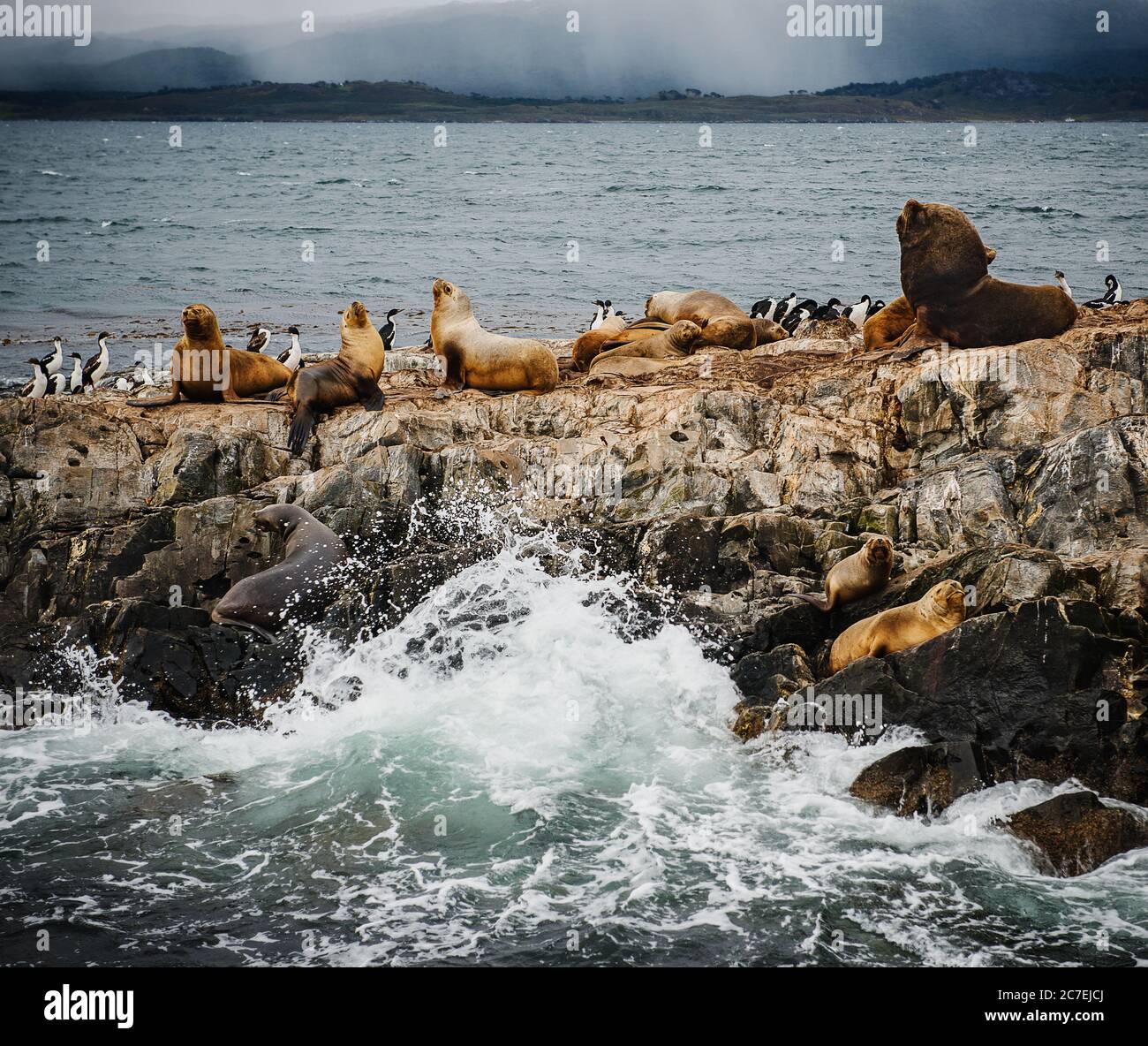 Île de lions de mer dans le canal Beagle, Tierra del Fuego, Argentine, Amérique du Sud Banque D'Images