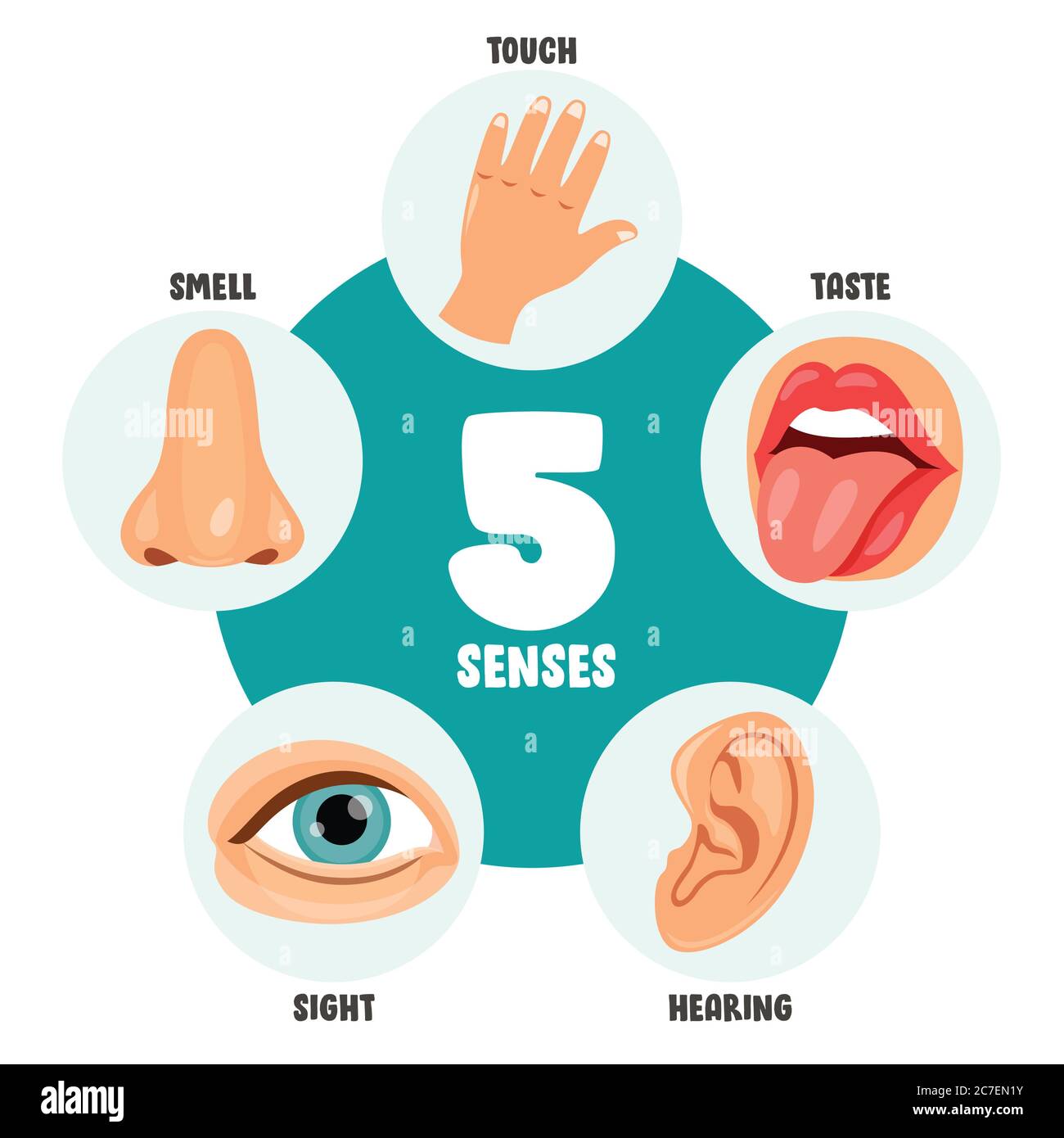Concept de cinq sens avec les organes humains Illustration de Vecteur
