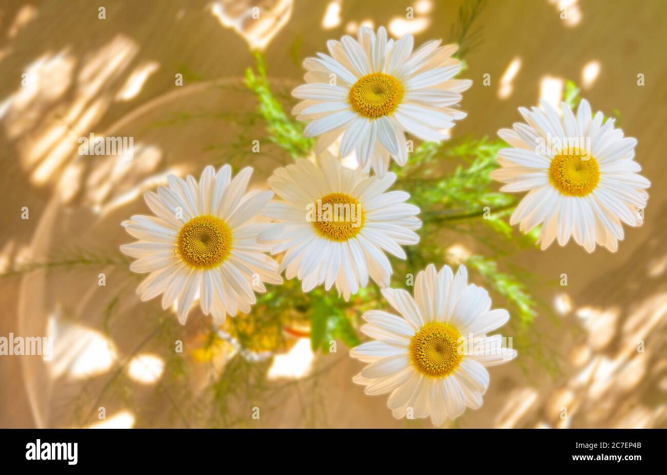 Un bouquet de pâquerettes dans un vase sur fond brun clair avec quelques reflets de lumière, vue du dessus Banque D'Images