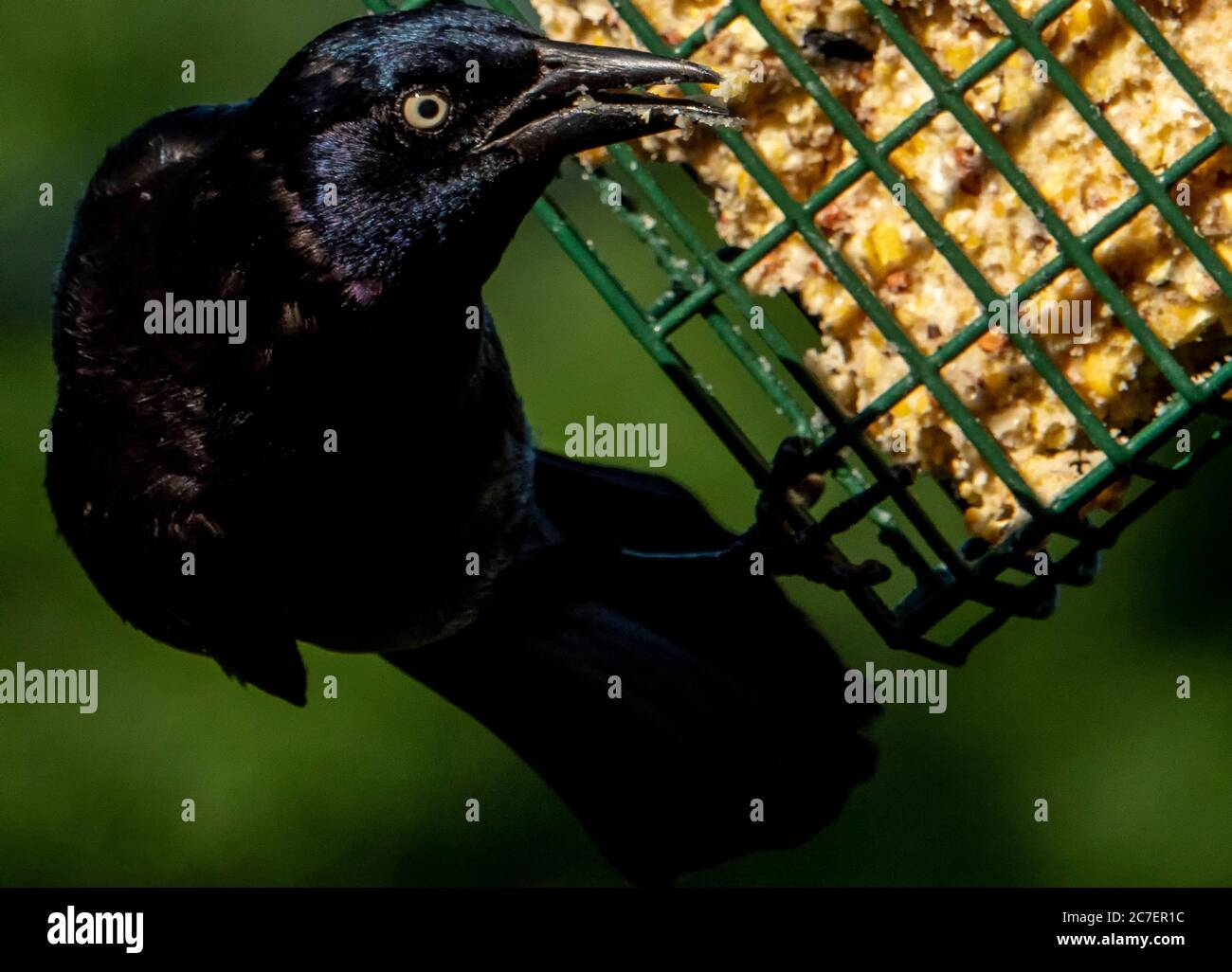 Les Yeux noirs Banque D'Images