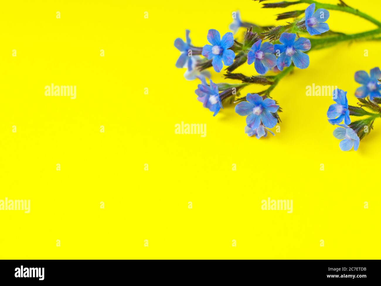 Fleurs sauvages bleues sur fond jaune. Vue de dessus, espace de copie. Banque D'Images