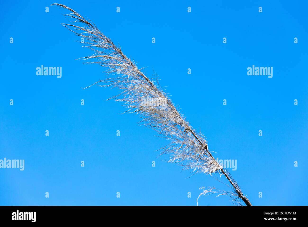 Cortaderia Selloana usine de pampa argentine Banque D'Images