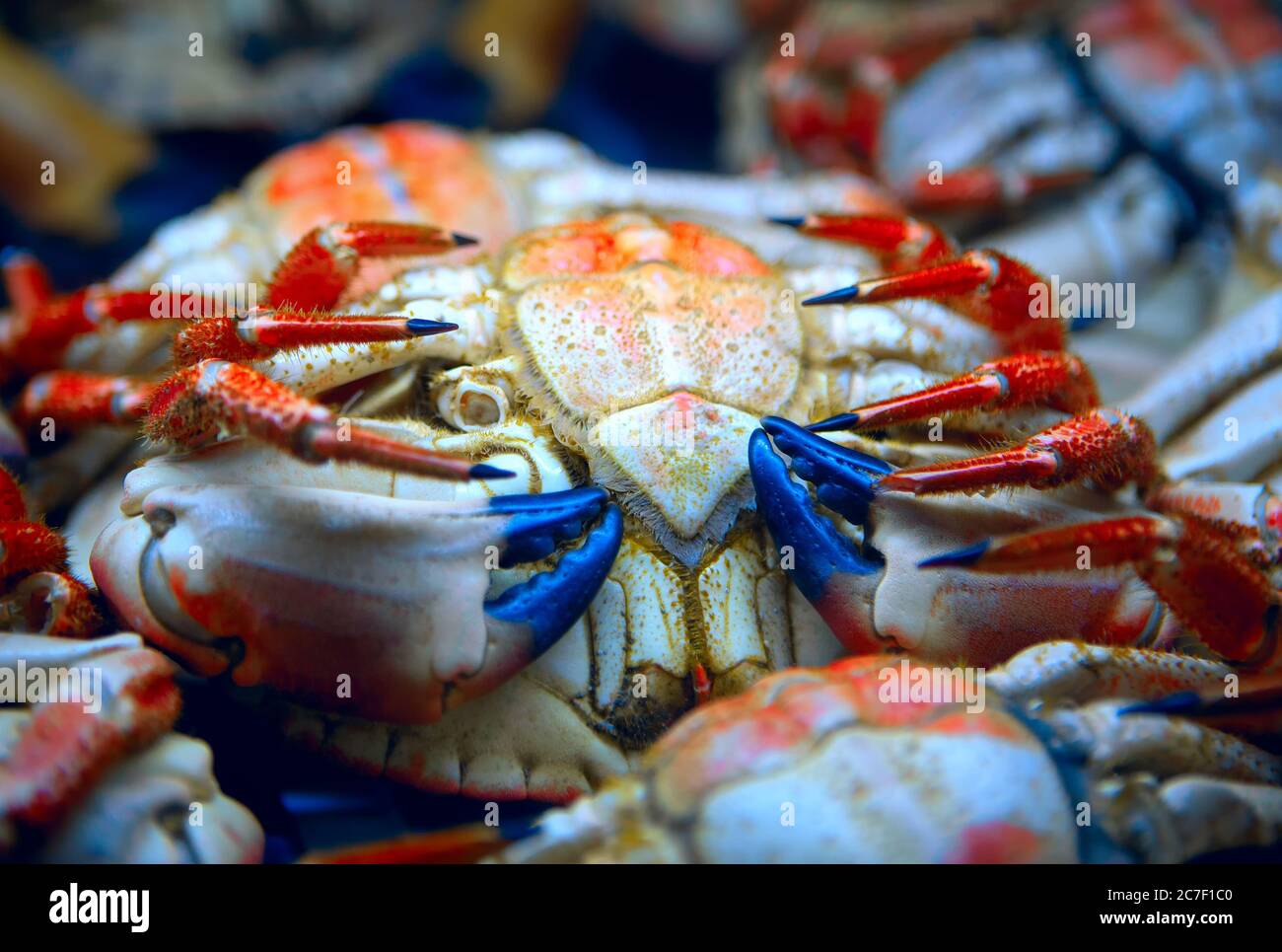Crabes sur une vitrine . Fruits de mer sains Banque D'Images