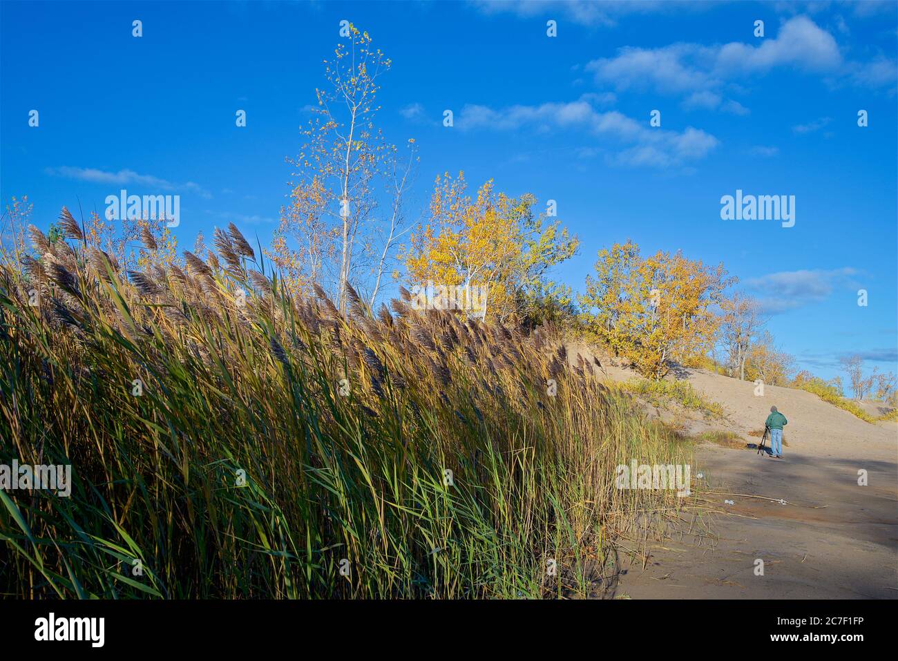 Photo prise sur la plage avec roseaux les jours ensoleillés dans le parc provincial Sandbanks, Ontario, Canda. Banque D'Images