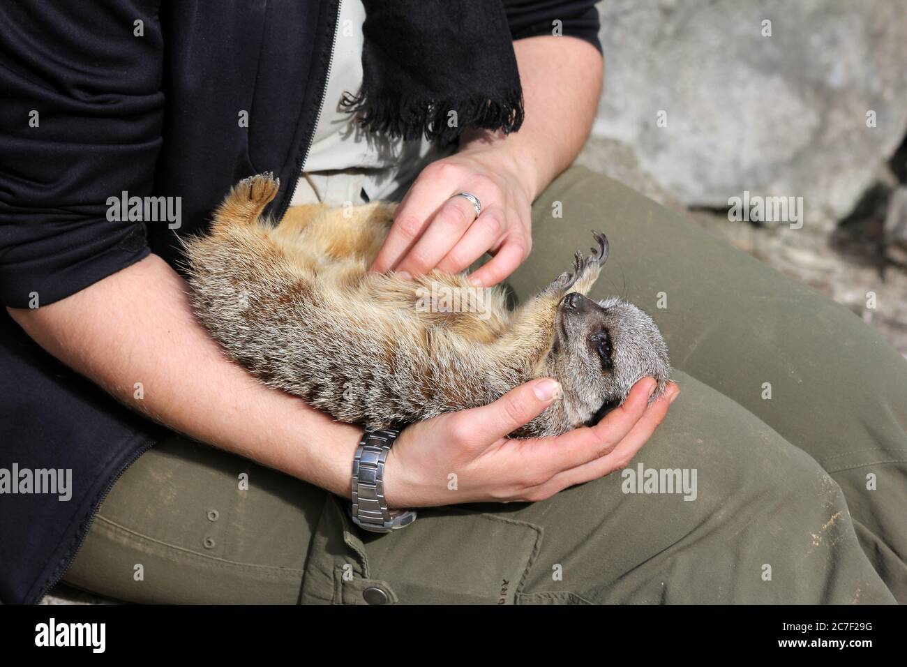 Un adorable jeune surut se frottant sur le ventre du gardien du zoo d'Auckland, en Nouvelle-Zélande Banque D'Images
