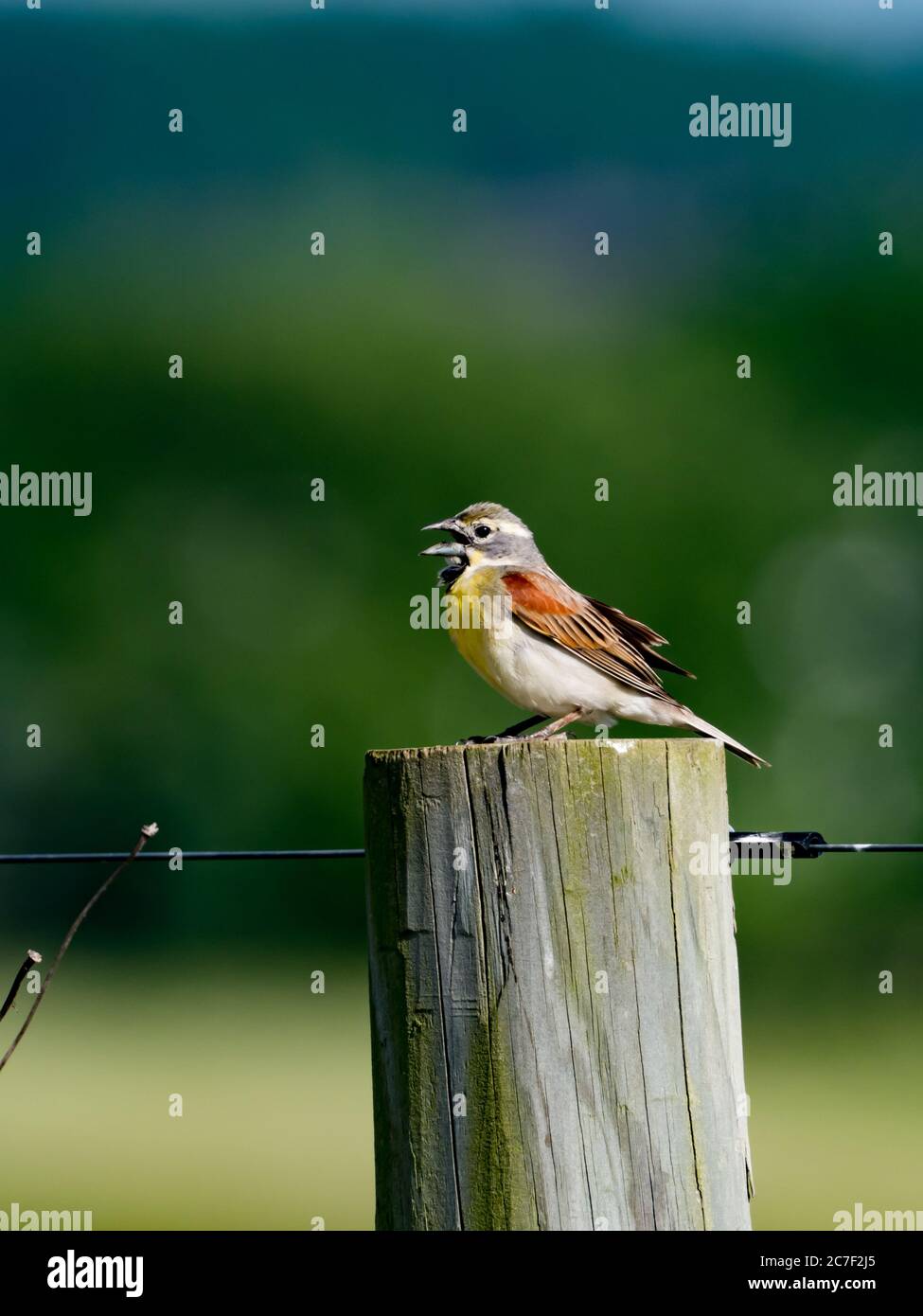 Dickcissel, Spiza americana, un oiseau migrateur dans les prairies de l'Ohio Banque D'Images