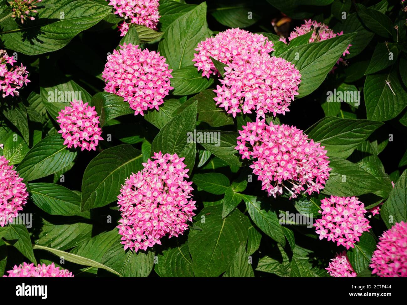 Fleurs de l'Egyptien Star-Cluster rose en pleine floraison Banque D'Images