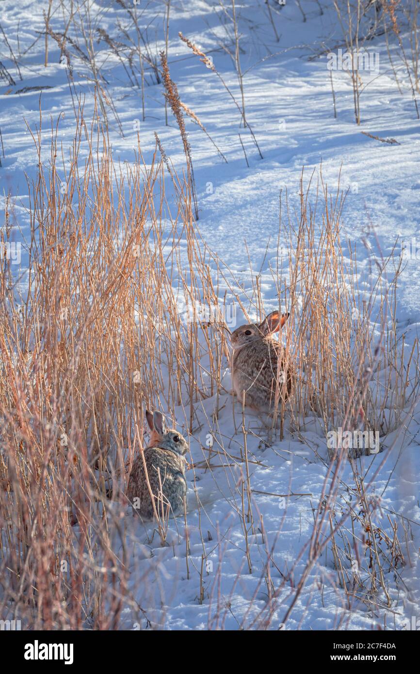 Lapins de Nuttall ou de montagne (Sylvilagus nuttalli) dans la neige d'hiver, Castle Rock Colorado US. Photo prise en février. Banque D'Images Lapins de Nuttall ou de montagne (Sylvilagus nuttalli) dans la neige d'hiver, Castle Rock Colorado US. Photo prise en février. Banque D'Images