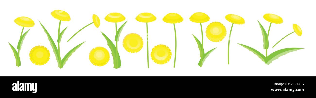 Set de pissenlits jaunes. Illustration vectorielle isolée. Fleurs sauvages de prairie. Style de dessin animé. Illustration de Vecteur