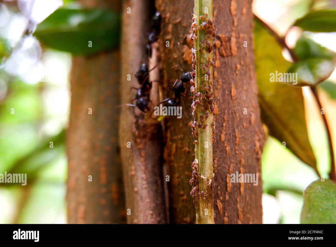 gros plan des fourmis noirs sur le tronc d'arbre à la recherche de nourriture de petits insectes Banque D'Images