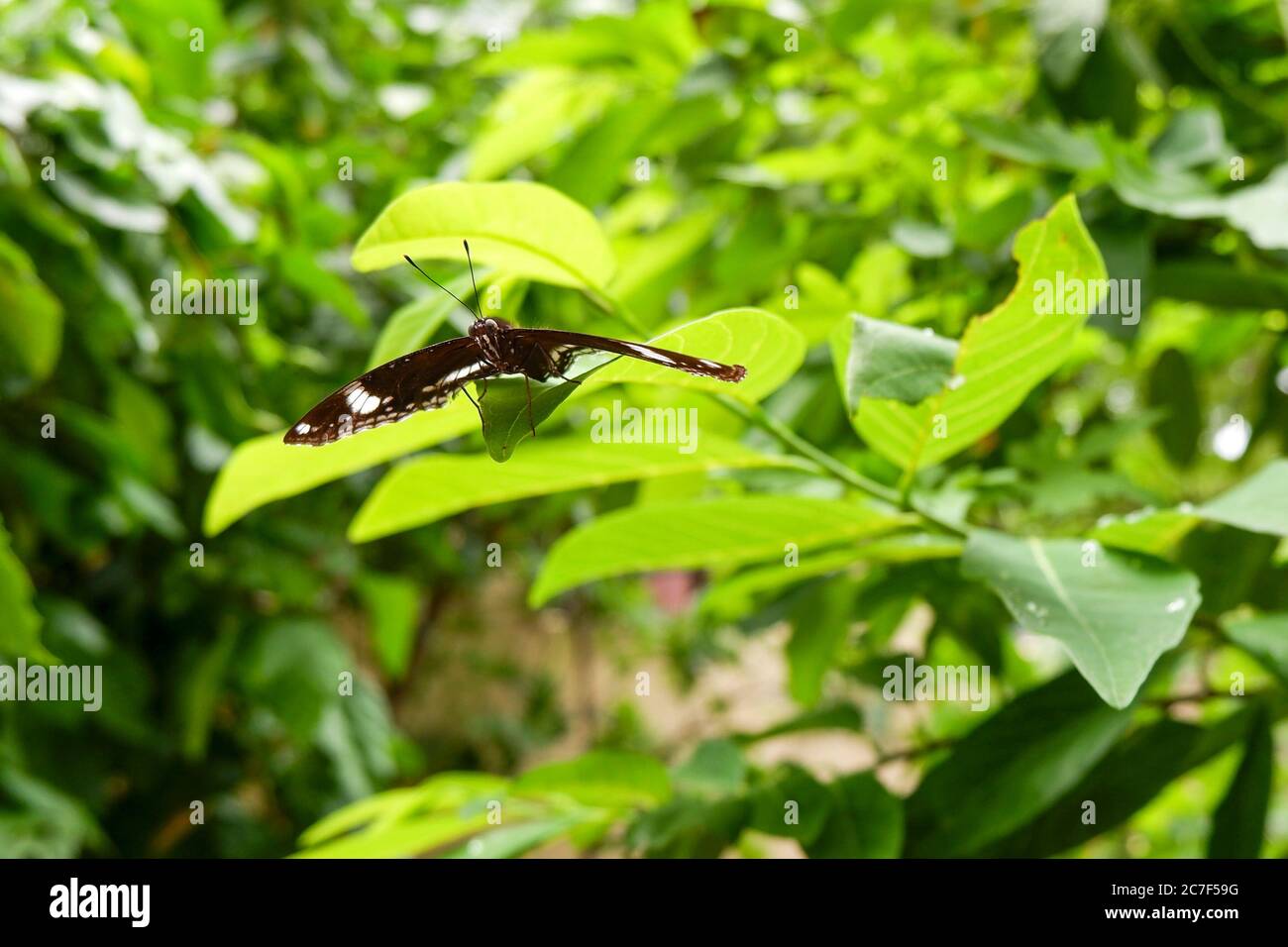 un gros cliché de papillon isolé sur des feuilles vertes dans le parc Banque D'Images