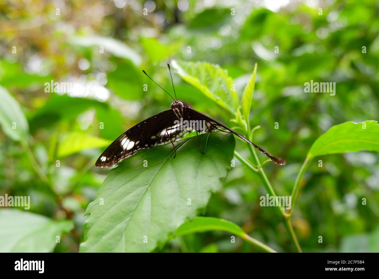 vue sur le papillon isolé sur les feuilles vertes dans le parc Banque D'Images
