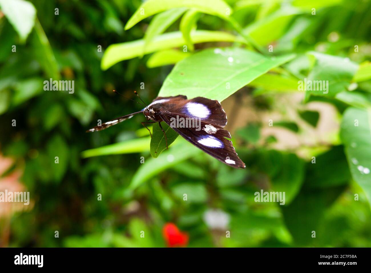vue sur le papillon isolé sur les feuilles vertes dans le parc Banque D'Images
