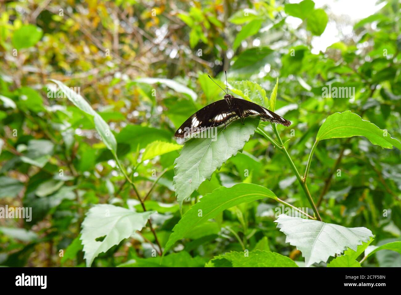 un gros cliché de papillon isolé sur les feuilles d'arbre dans le parc Banque D'Images