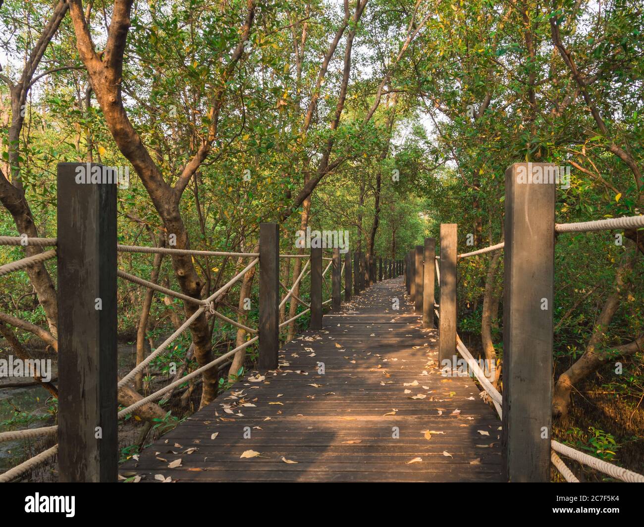 Chemin de bois dans la forêt de mangrove Banque D'Images