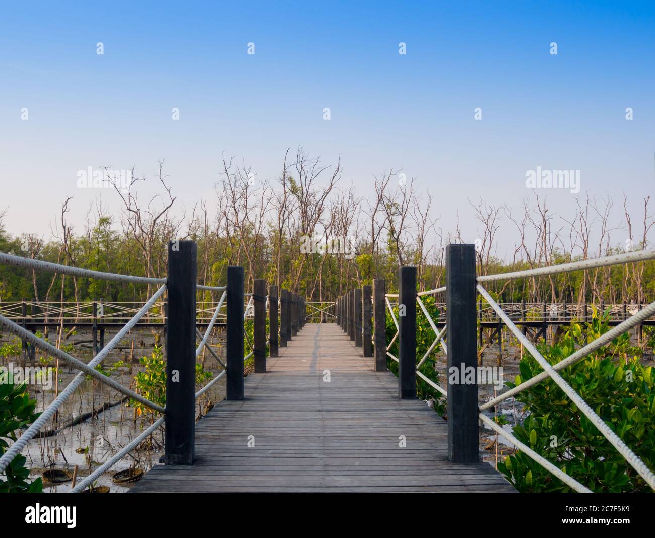 Chemin de bois dans la forêt de mangrove Banque D'Images
