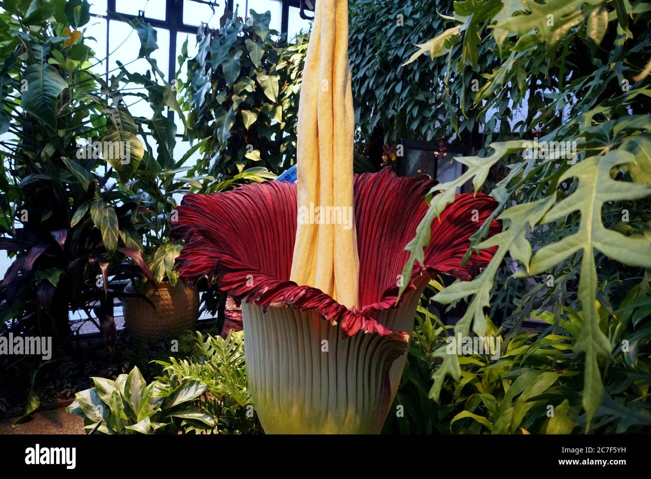 Titan Arum, également connu sous le nom de fleur de cadavre de Sumatra, Indonésie Banque D'Images