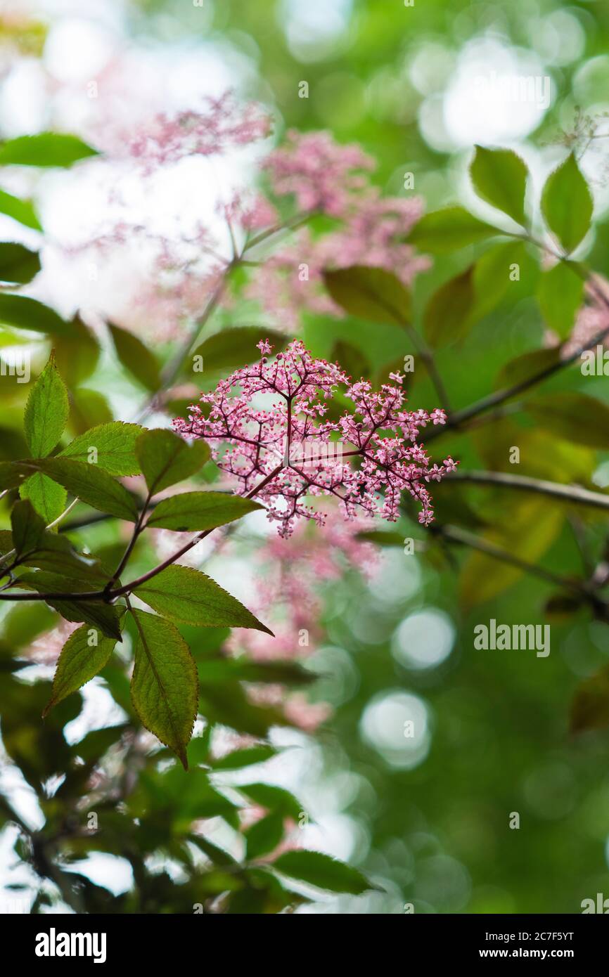 Sambucus nigra f porphyrophylla gerda. Aîné 'Gerda'. Aîné noir en fleur Banque D'Images