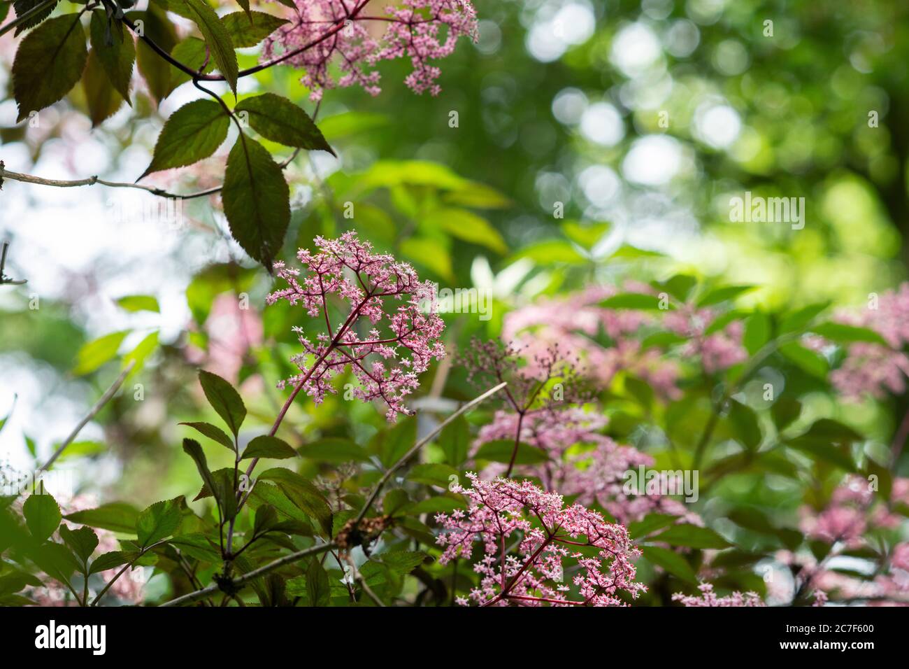 Sambucus nigra f porphyrophylla gerda. Aîné 'Gerda'. Aîné noir en fleur Banque D'Images