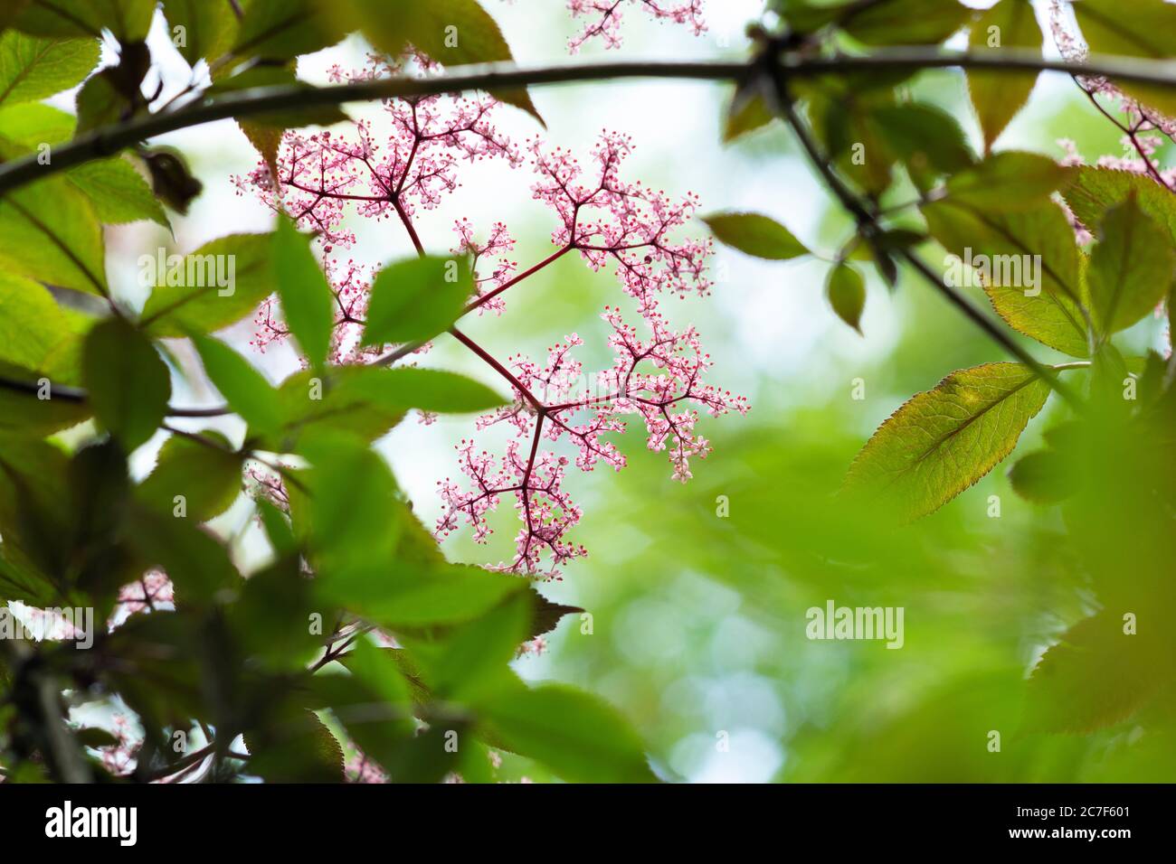Sambucus nigra f porphyrophylla gerda. Aîné 'Gerda'. Aîné noir en fleur Banque D'Images