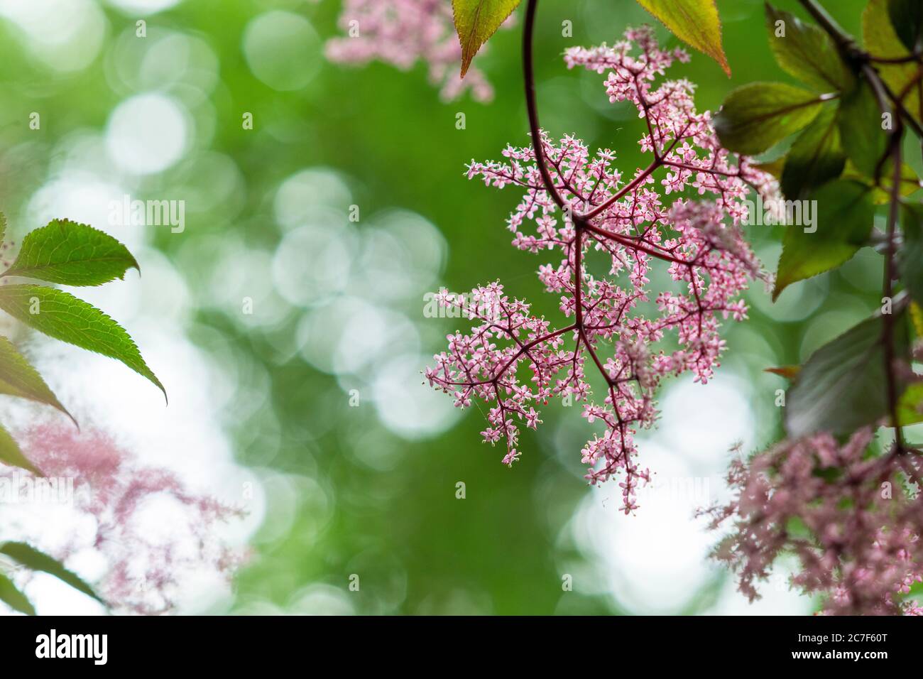 Sambucus nigra f porphyrophylla gerda. Aîné 'Gerda'. Aîné noir en fleur Banque D'Images