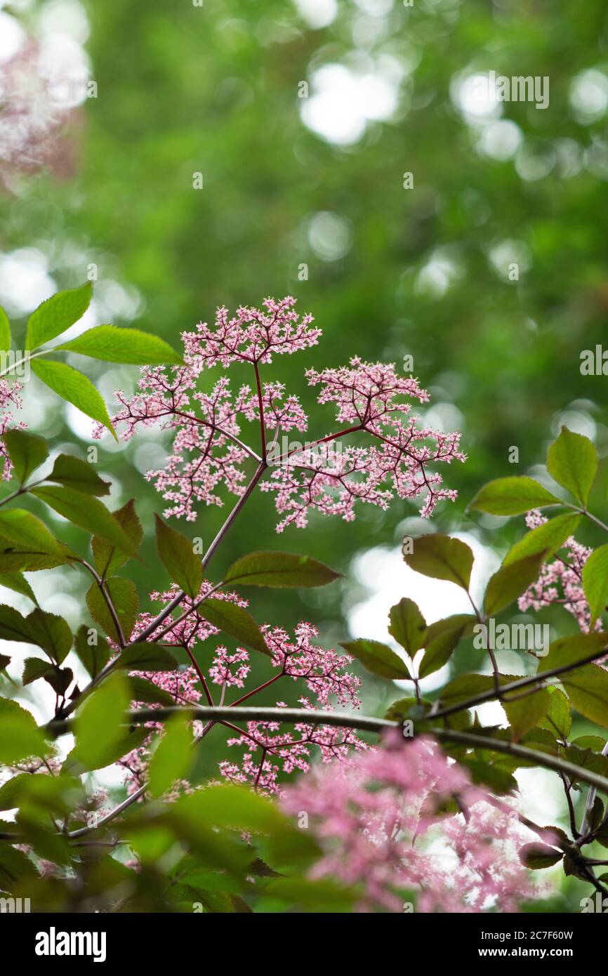 Sambucus nigra f porphyrophylla gerda. Aîné 'Gerda'. Aîné noir en fleur Banque D'Images