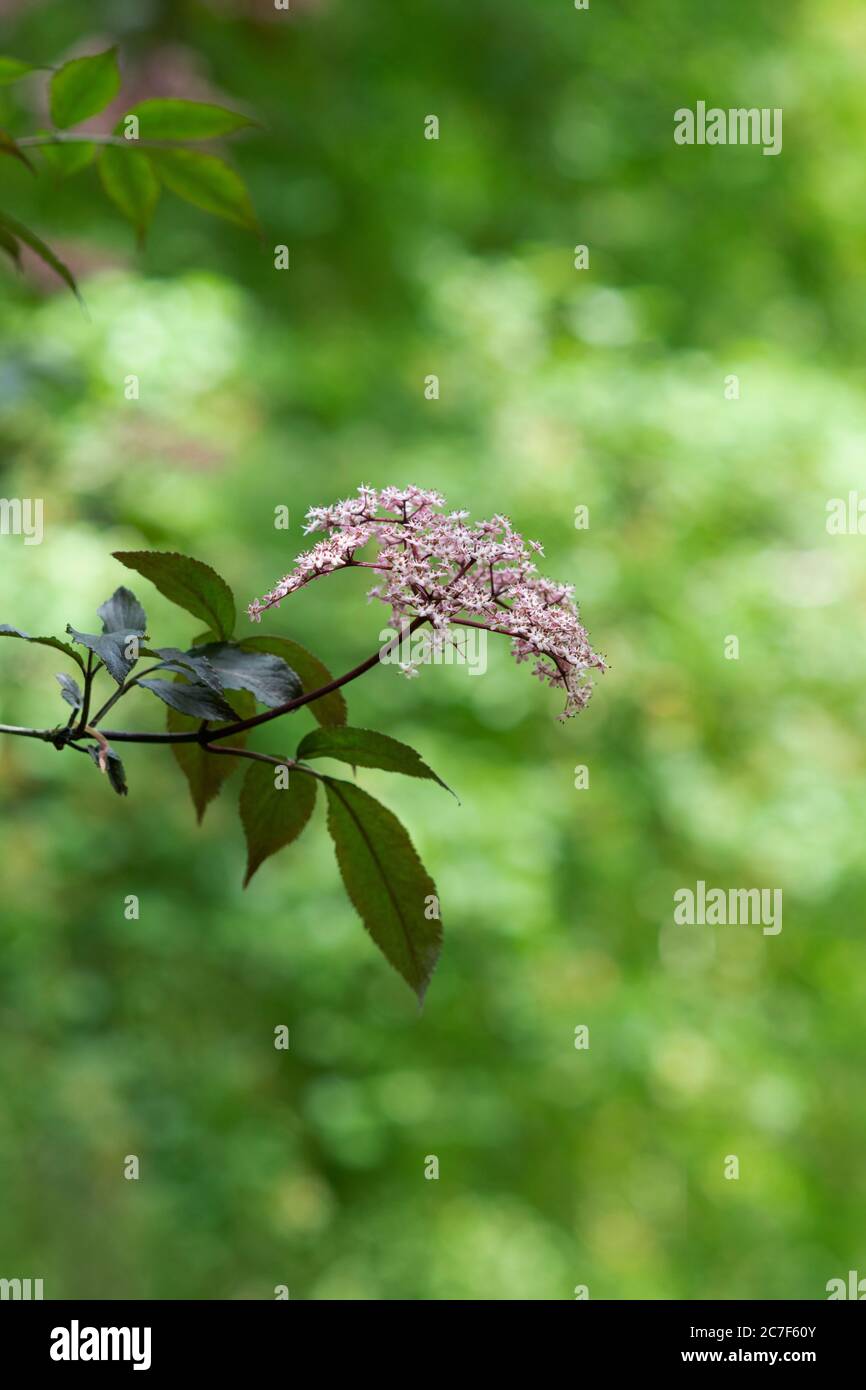 Sambucus nigra f porphyrophylla gerda. Aîné 'Gerda'. Aîné noir en fleur Banque D'Images