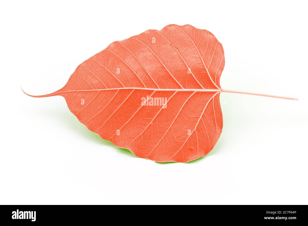 Feuille de figues sacrée (Ficus religiosa L. , arbre Pipal, arbre de Bohhi, arbre de Bo, Peepul ) sur fond blanc Banque D'Images