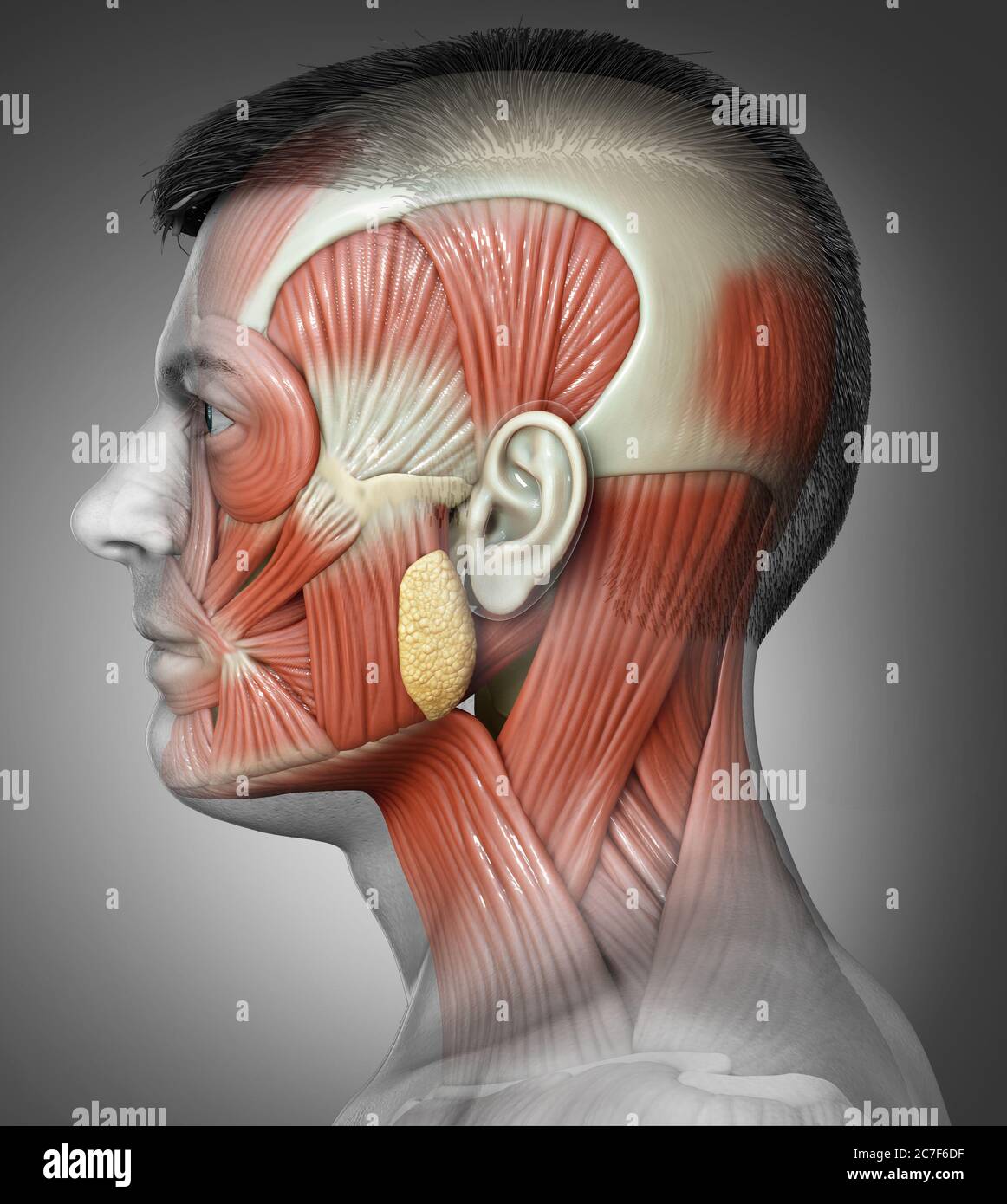 illustration médicale 3d de l'anatomie de la tête masculine pour l'éducation Banque D'Images