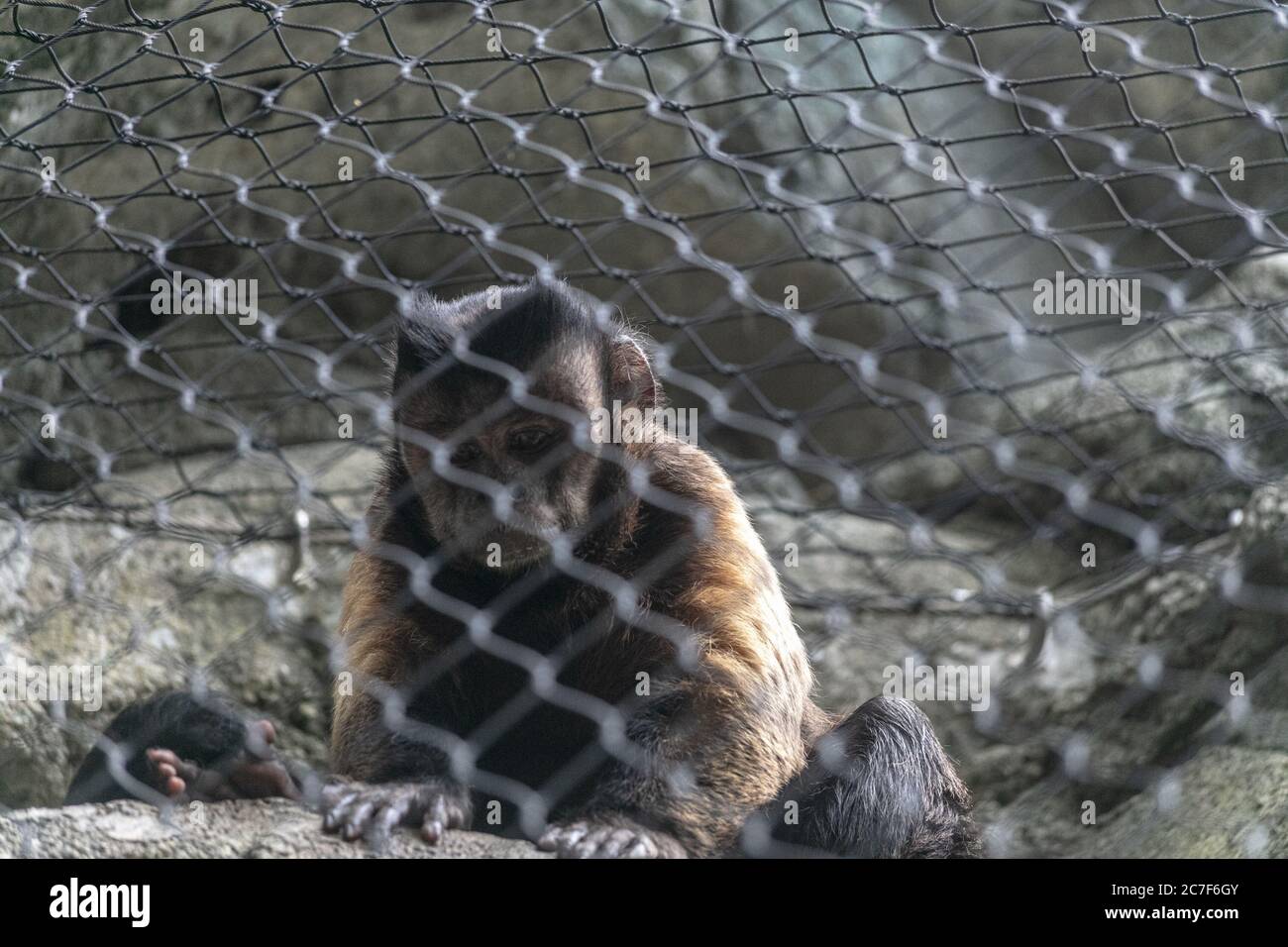 Singe derrière les clôtures à maillons de chaîne entourées de rochers sous la lumière du soleil dans un zoo Banque D'Images