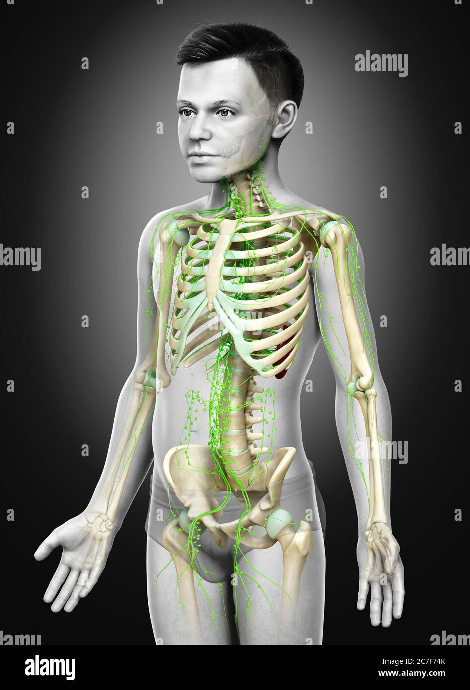 3d a rendu l'illustration médicale précise d'un système lymphatique jeune garçon Banque D'Images