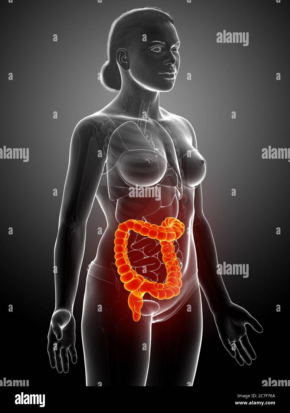 illustration médicale précise de l'anatomie du gros intestin de la femme rendue en 3d Banque D'Images