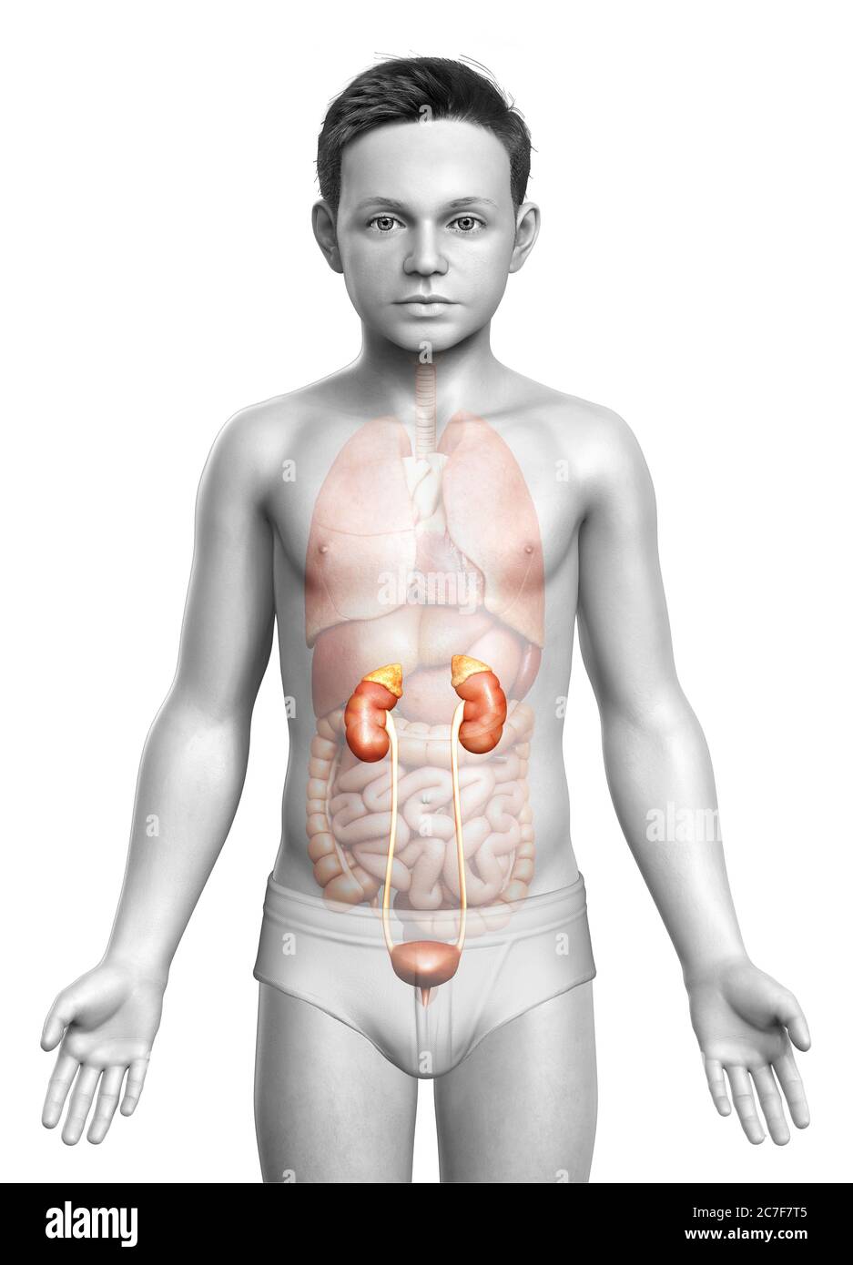illustration médicale précise et rendue 3d de l'anatomie des reins des jeunes garçons Banque D'Images