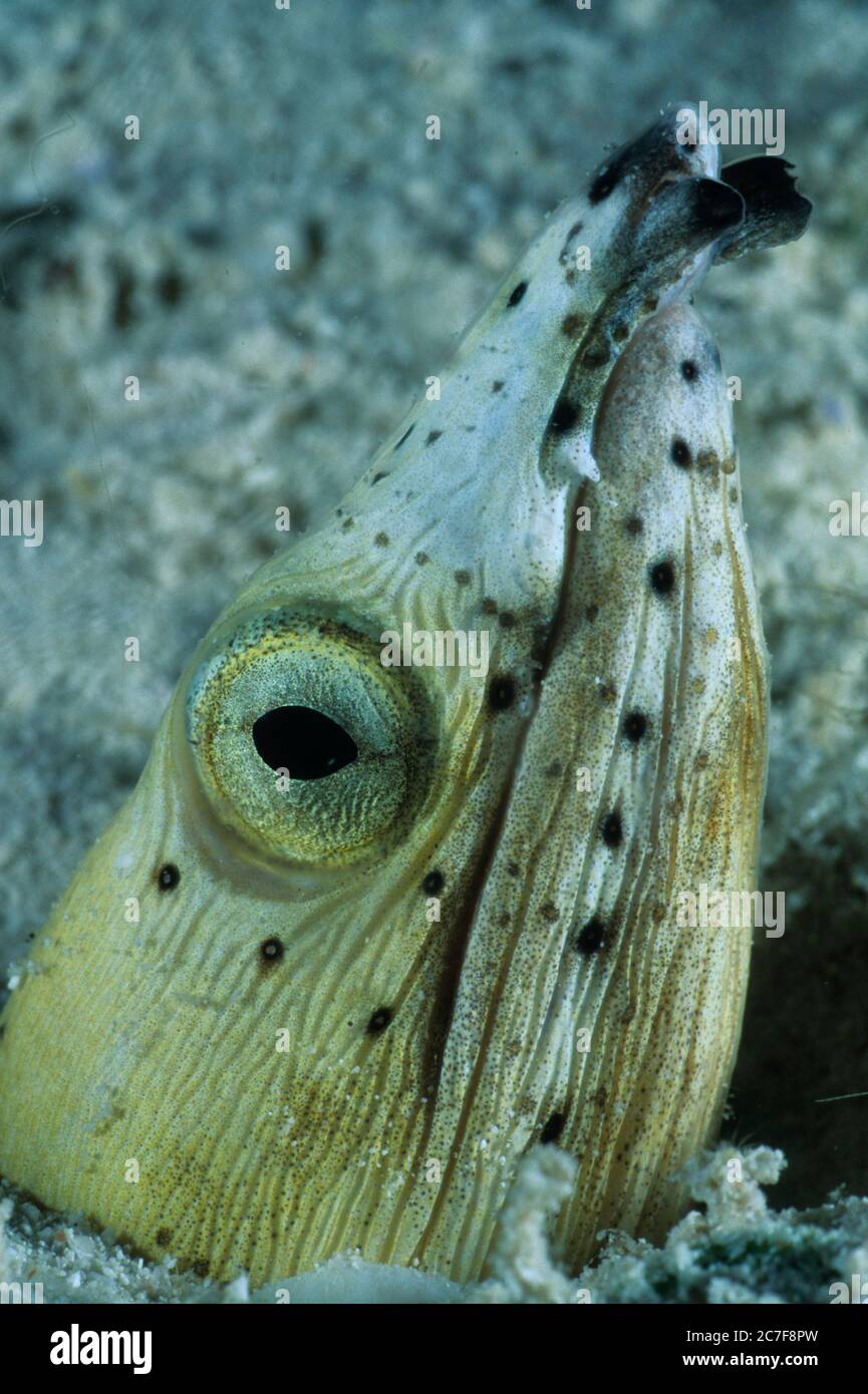 Eel de serpent à nageoires noires (Ophichthus melanochir) dans le sable, Mabul, lac des Célébes, Malaisie Banque D'Images