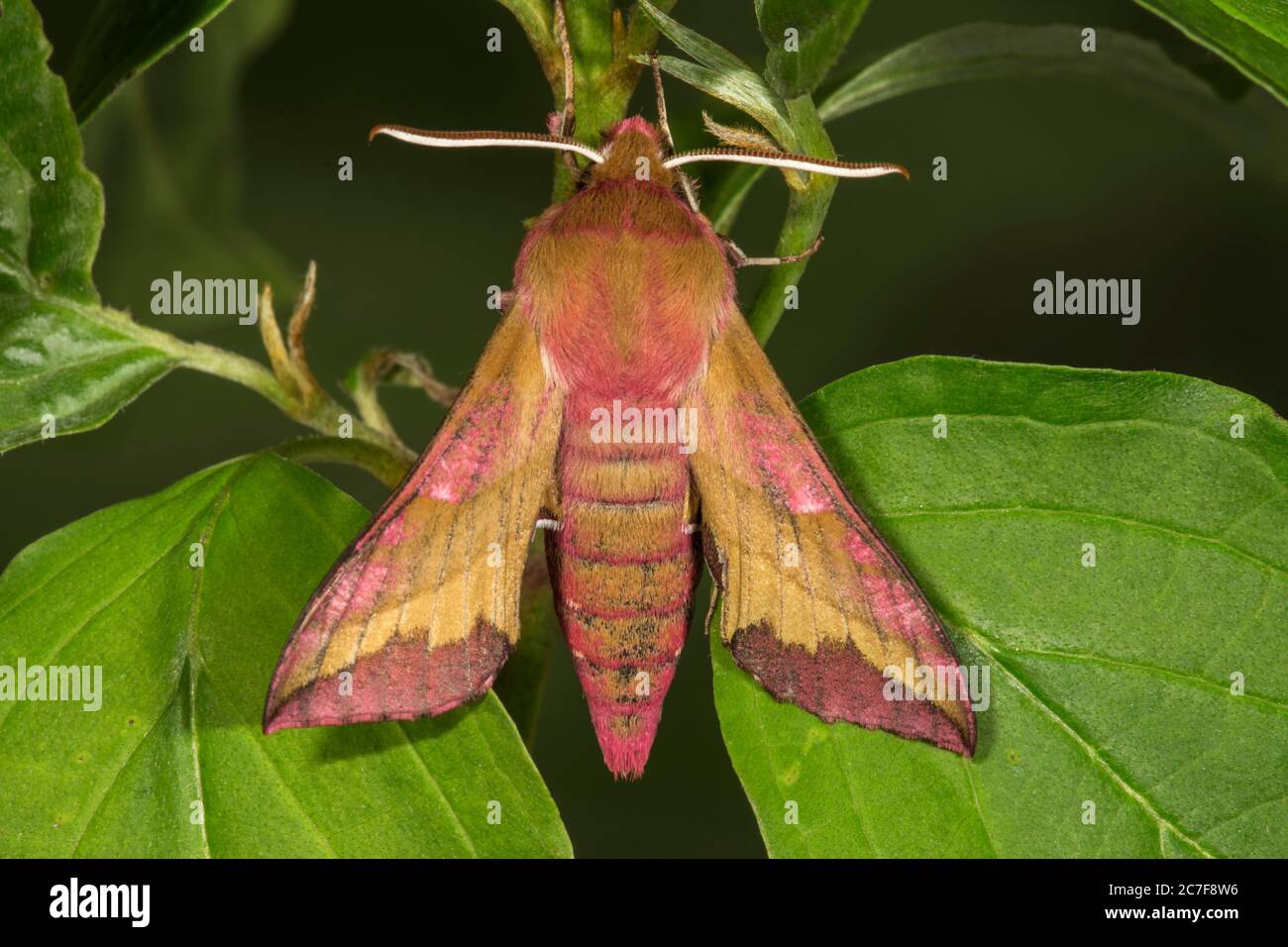 Petit éperon d'éléphant (Deilephila porcellus) sur une feuille, Bade-Wurtemberg, Allemagne Banque D'Images