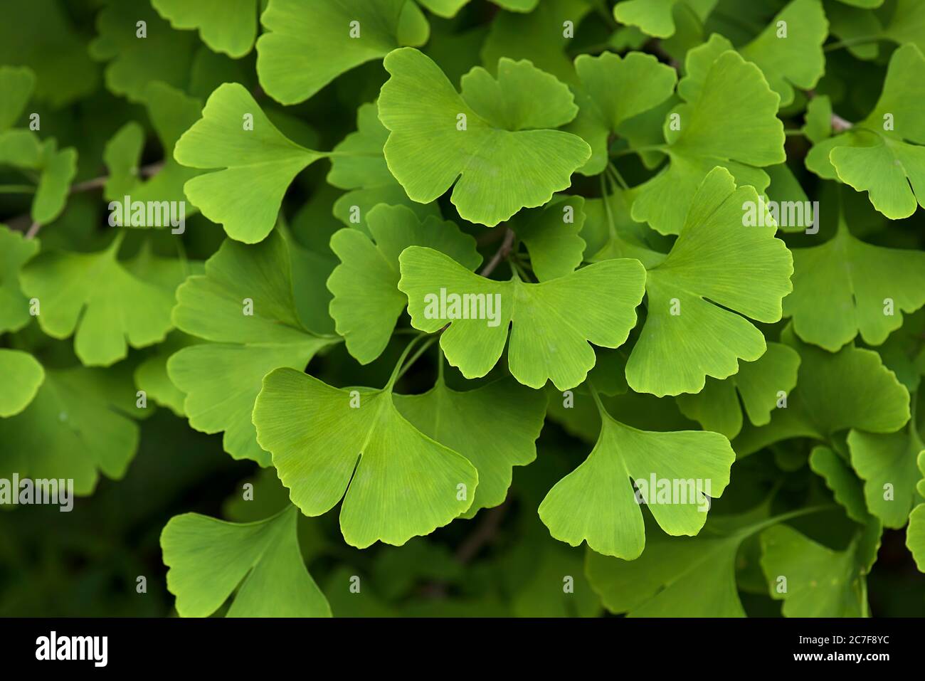 Feuilles de ginkgo (Ginkgo biloba), Bavière, Allemagne Banque D'Images