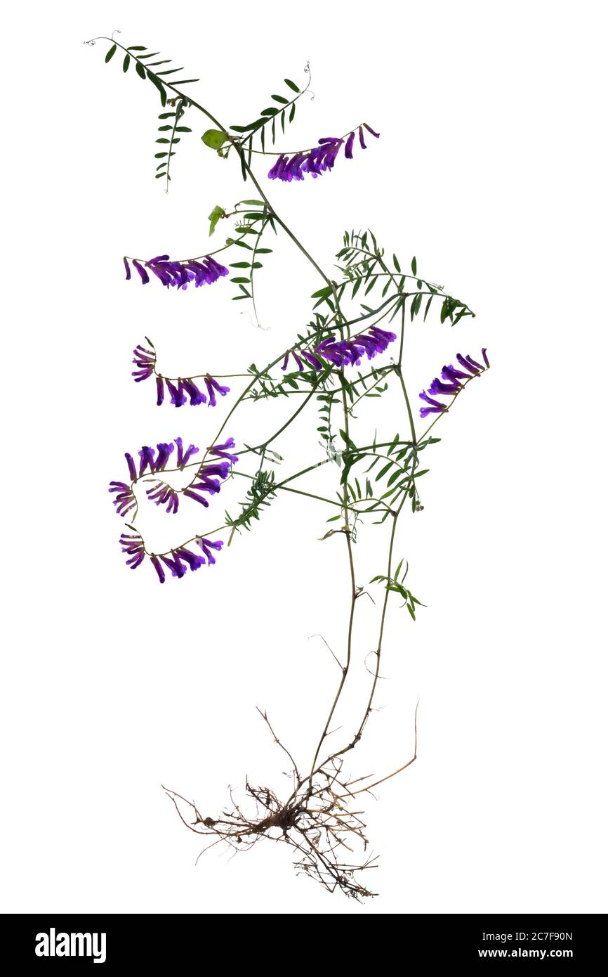 Etch fleuris (Vicia craca) sur fond blanc, Allemagne Banque D'Images