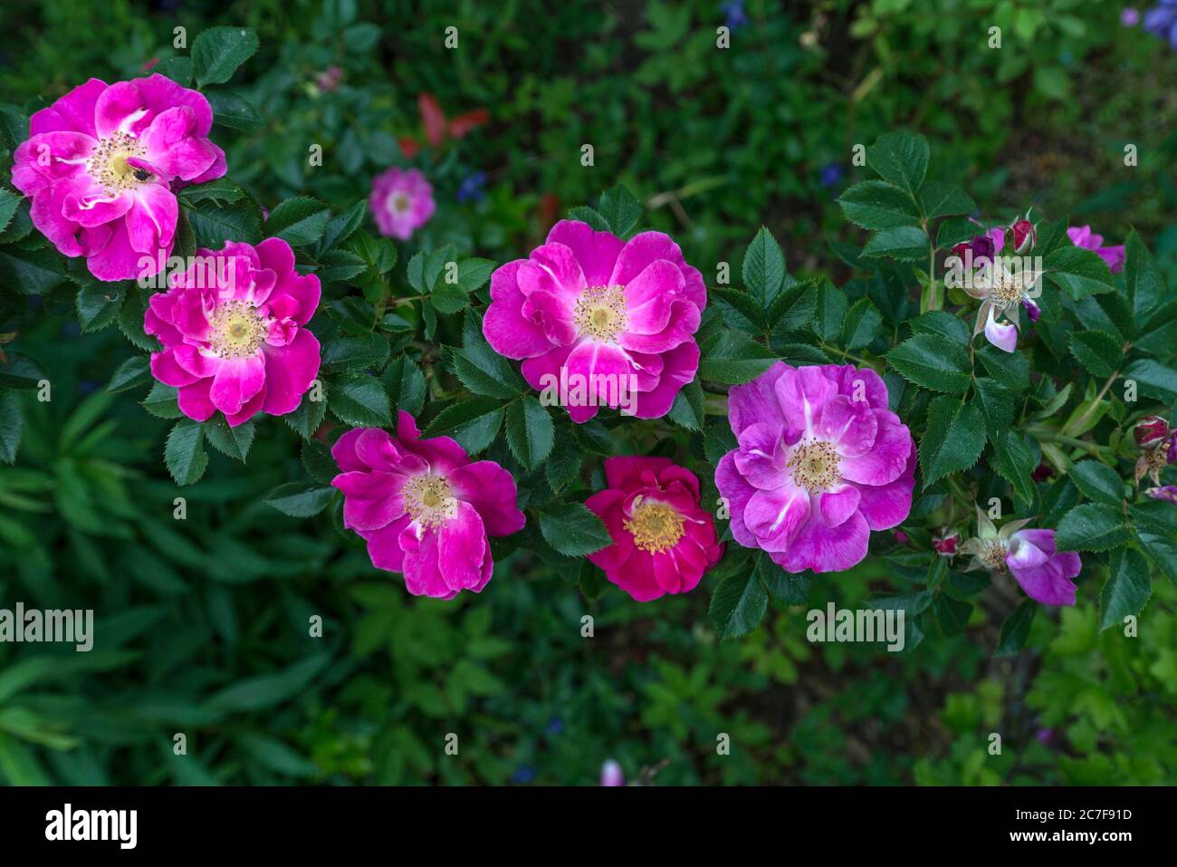 Fleurs d'un Wildrose (Rosa), Allemagne Banque D'Images