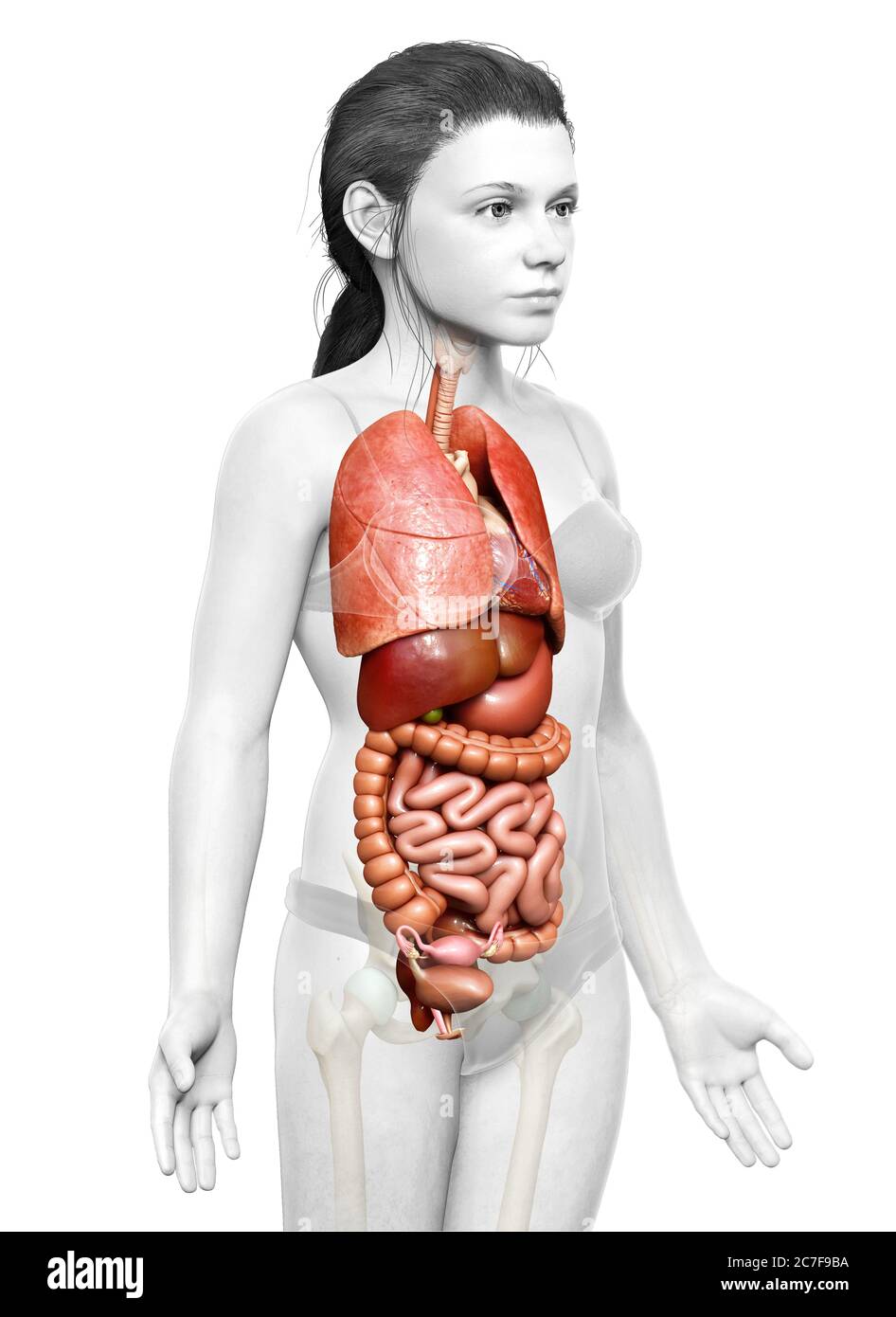 3d rendu médicalement précis illustration des organes internes de jeune fille Banque D'Images