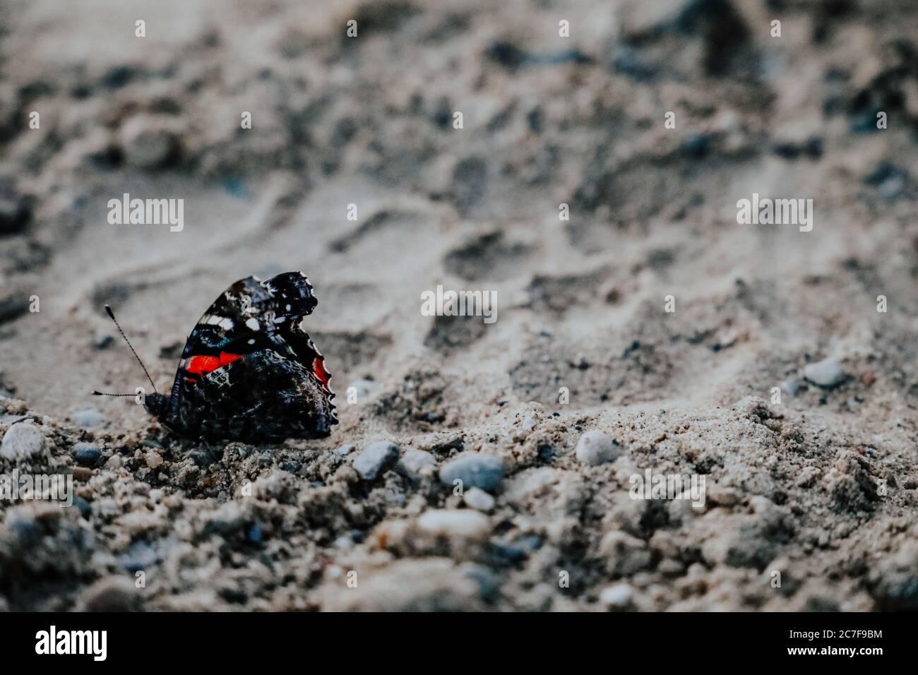Papillon avec des textures intéressantes sur une zone sablonneuse Banque D'Images