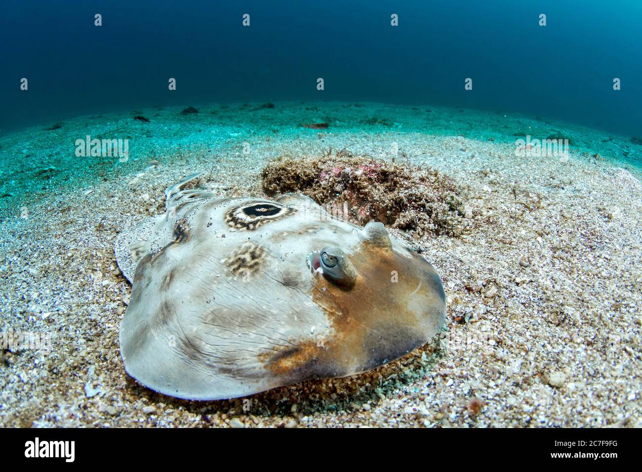 Rayon électrique ocellé (Diplobatis ommata) sur sable, Parc national de l'Archipel-de-la-Santo, Mer de Cortez, Basse-Californie, Mexique Banque D'Images Rayon électrique ocellé (Diplobatis ommata) sur sable, Parc national de l'Archipel-de-la-Santo, Mer de Cortez, Basse-Californie, Mexique Banque D'Images