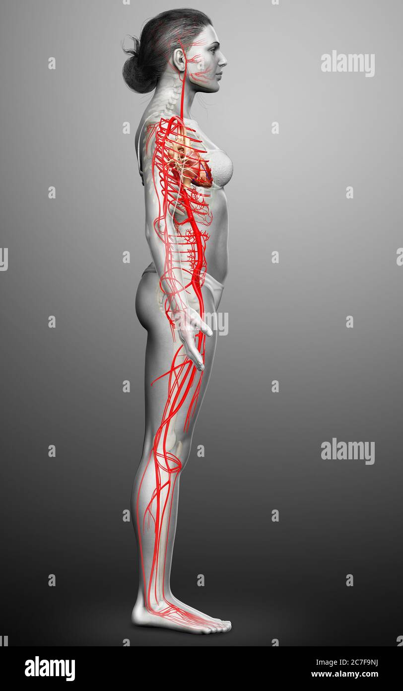 illustration médicale précise des artères féminines en 3d Banque D'Images