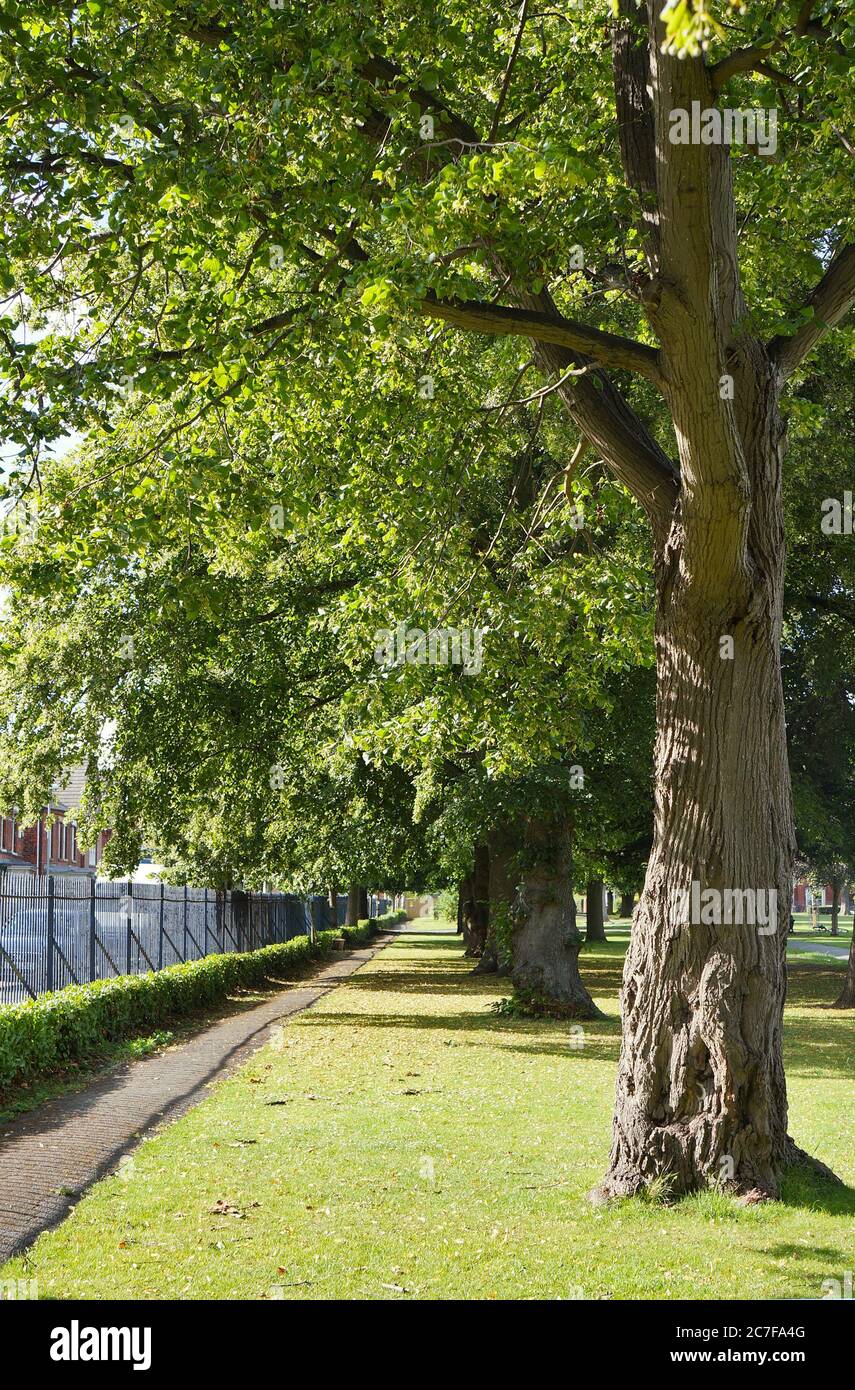 Rangée d'arbres le long d'un sentier dans le parc pendant l'été dans BOSTON Lincolnshire, Banque D'Images