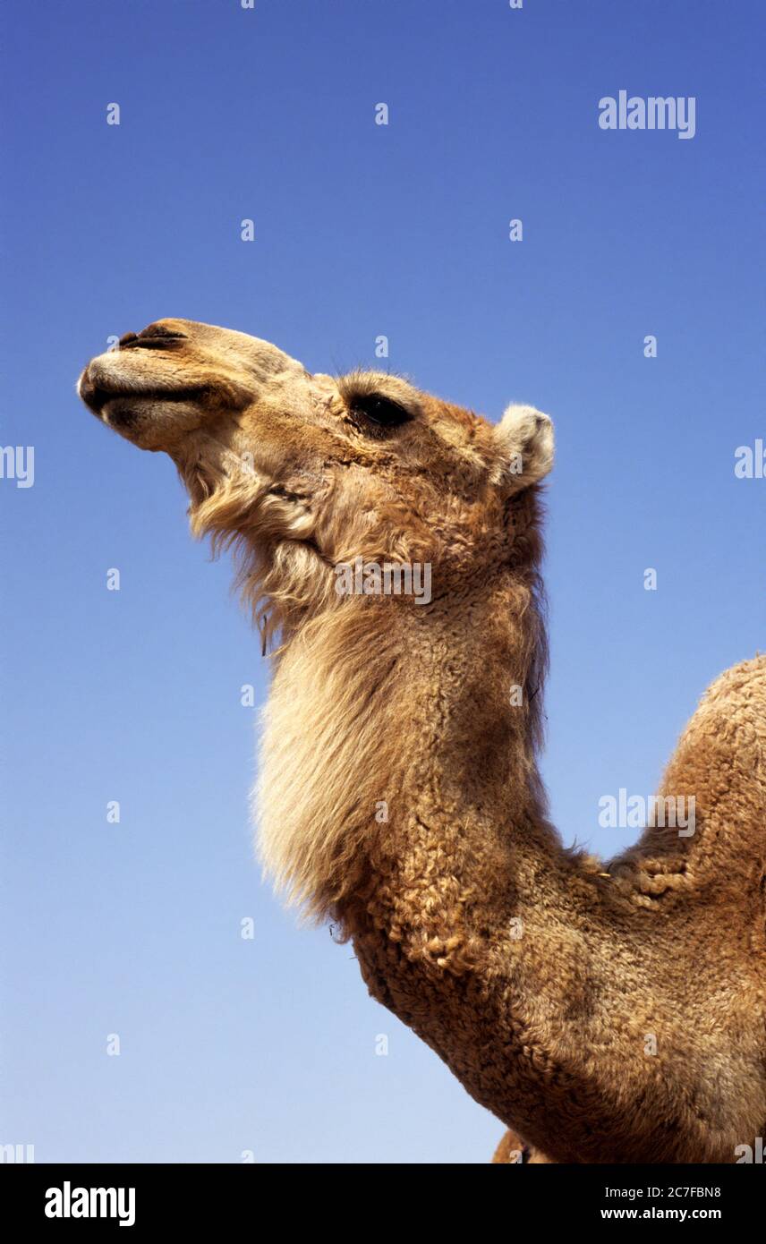 Portrait d'un dromadaire ou d'un chameau arabe (Camelus dromedarius) avec un fond bleu ciel. Photographié dans le désert du Néguev, Israël Banque D'Images