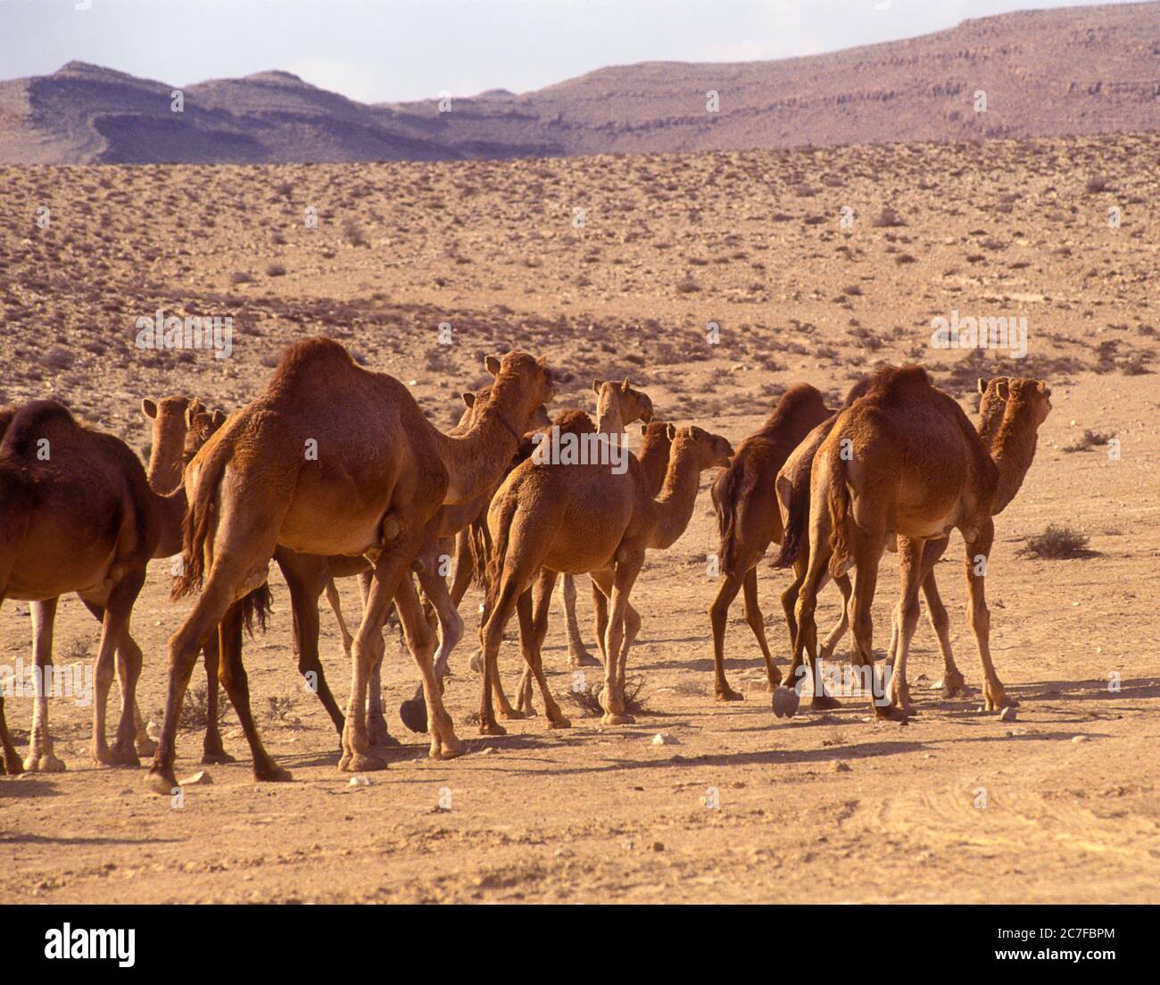 Un troupeau de dromadaires ou de chameaux arabes (Camelus dromedarius) marchant dans le désert. Photographié dans le désert du Néguev, Israël Banque D'Images