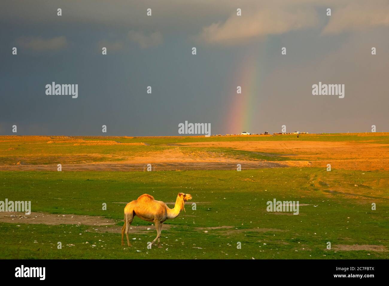 Un dromadaire solitaire ou un chameau arabe (Camelus dromedarius) marchant dans le désert à la tombée de la nuit. Un arc-en-ciel peut être vu en arrière-plan. Photographié dans la Neg Banque D'Images