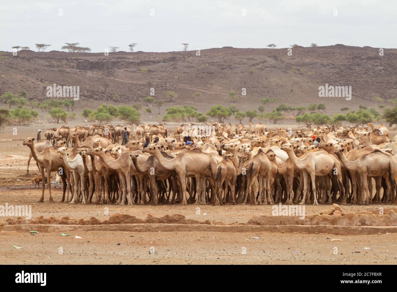 Un troupeau de dromadaires ou de chameaux arabes (Camelus dromedarius) marchant dans le désert. Photographié dans le désert du Néguev, Israël Banque D'Images