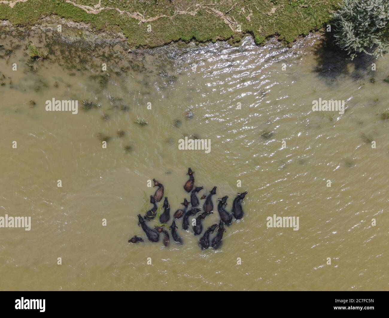 Buffle d'eau (bubalis murrensis) sur l'île d'Ermakov, Ukraine. Un an après que Rewilding Europe a libéré un troupeau de buffles d'eau dans le delta du Danube Banque D'Images