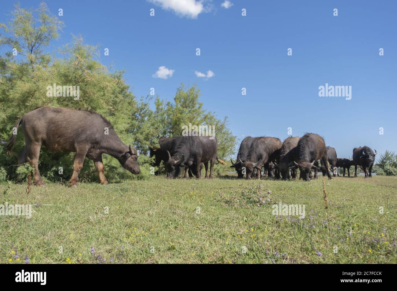Buffle d'eau (bubalis murrensis) sur l'île d'Ermakov, Ukraine. Un an après que Rewilding Europe a libéré un troupeau de buffles d'eau dans le delta du Danube Banque D'Images