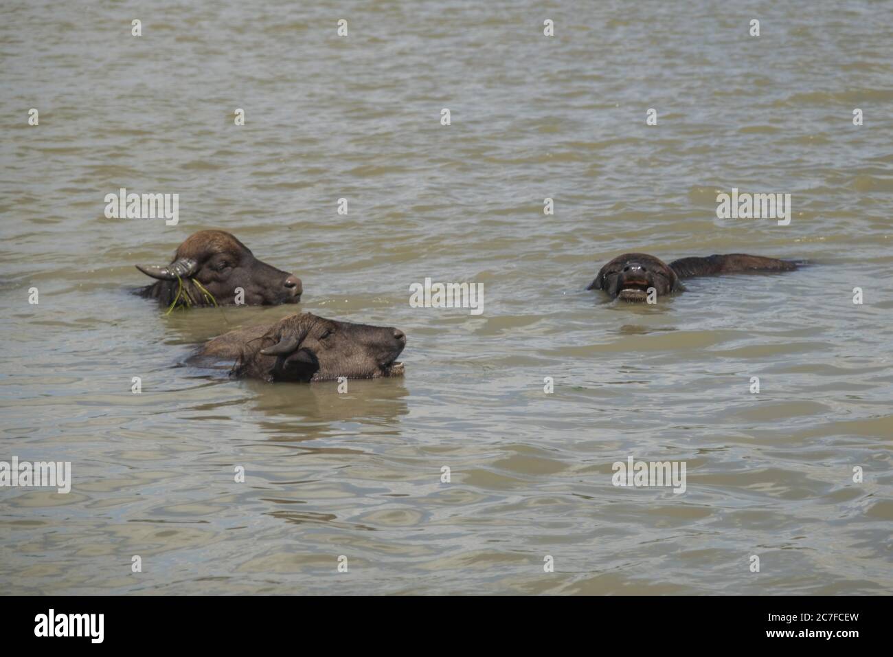 Buffle d'eau (bubalis murrensis) sur l'île d'Ermakov, Ukraine. Un an après que Rewilding Europe a libéré un troupeau de buffles d'eau dans le delta du Danube Banque D'Images